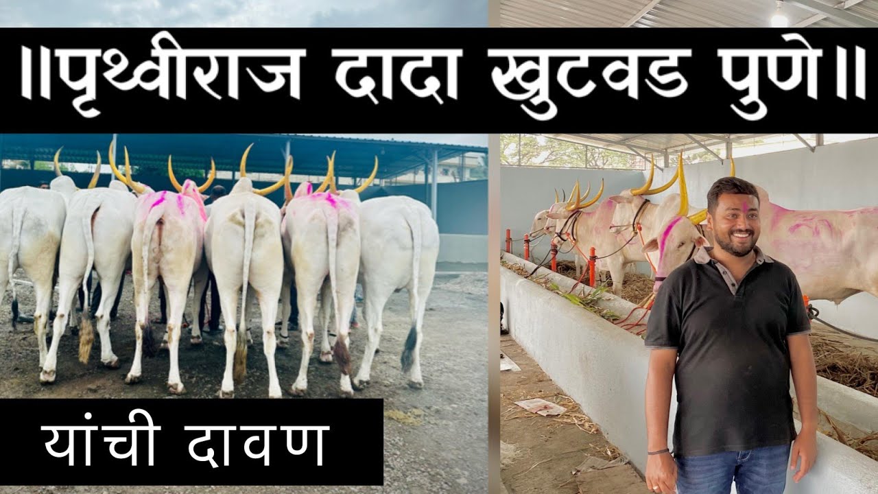 पृथ्वीराज दादा खुटवड यांची दावण / khillar cow