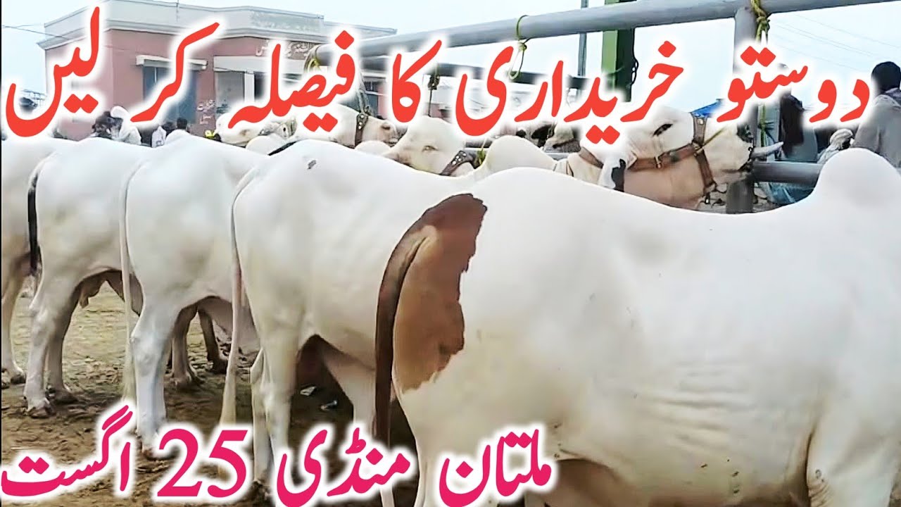 Today Fresh Multan Janwar Mandi Video For Qurbani And Kato Mal || Global Village Farming 