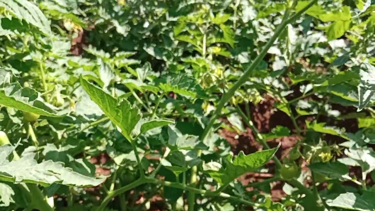 Big Rock Tomato variety - fruit setting.