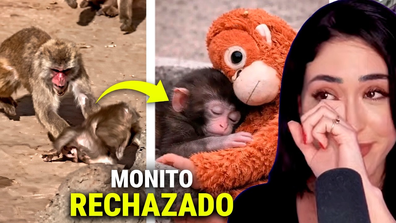 EL MONO que HIZO LLORAR a TODO INTERNET: Punch y su “MAMÁ” de PELUCHE | Maricel