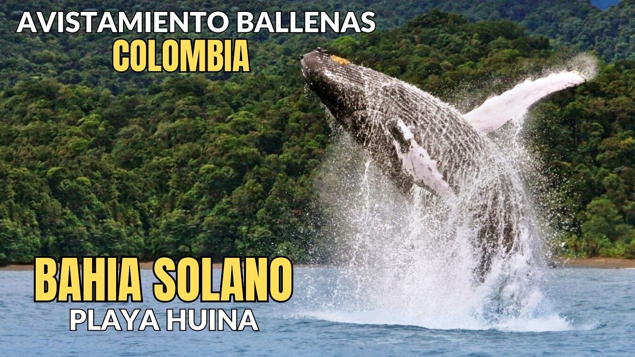 🐳🌴Episodio 1. Avistamiento de Ballenas en el Pacífico Colombiano: Bahía Solano, cascada Nabuga 🐳🌴