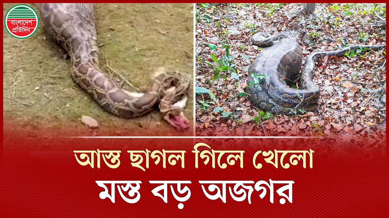 আস্ত ছাগল গি'লে ক্লান্ত হয়ে লোকালয়েই পড়েছিল ৫০ কেজি ওজনের বিশাল অজগর | python Eats Goat | Bagerhat