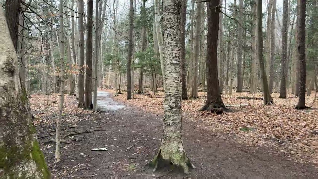 Leaves Underfoot
