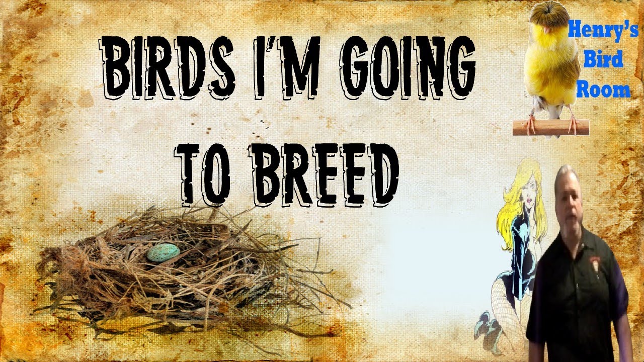 Birds I'm Going to Breed | Henry's Bird Room Tips & DIY Info for Bird Breeders
