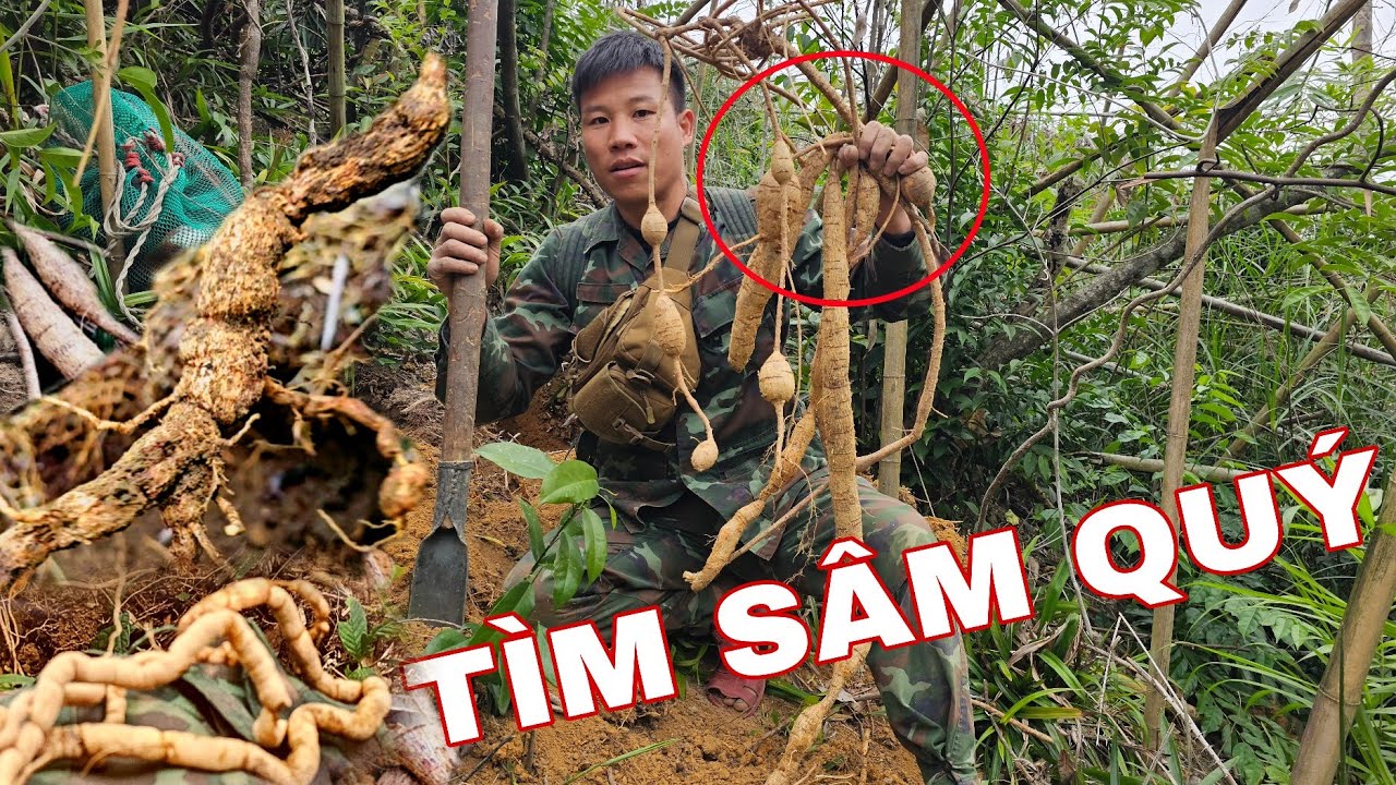  7 NGÀY SỐNG TRONG RỪNG SÂU _P1 / LÊN NÚI CAO TÌM DƯỢC LIỆU HOANG DÃ !