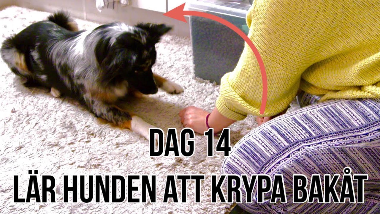 Dag 14 av 30 - Lär din hund att krypa baklänges!