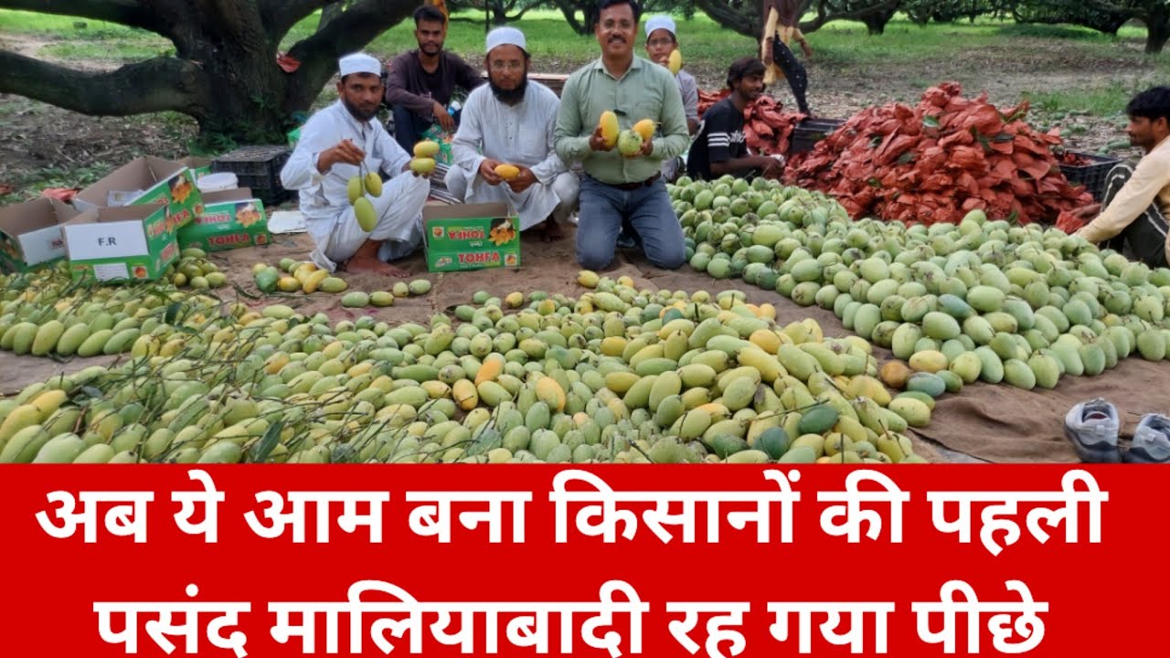 सहारनपुर में मालियाबादी आम की टक्कर! दशहरी, लंगड़ा, चौसा और आम्रपाली हुए पीछे?
