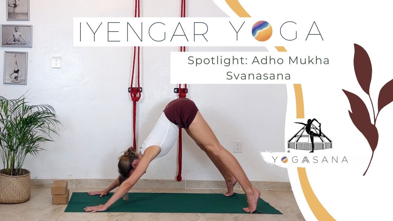 IYENGAR YOGA - Spotlight: Adho Mukha Svanasana