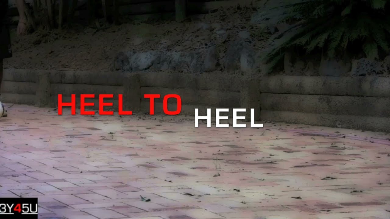 3Y45U Tutorials| Heel to heel