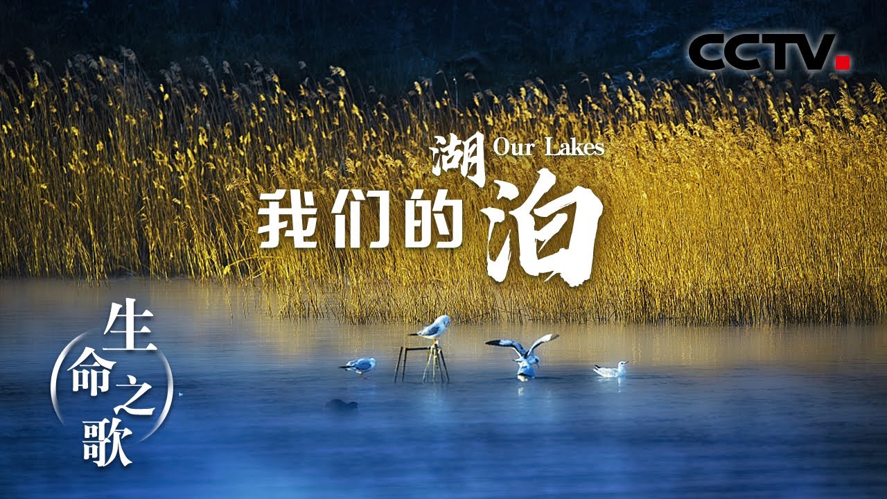 《生命之歌》 第5集 我们的湖泊 幽深神秘热烈奔放 湖泊是生命开始的地方 | CCTV中文国际