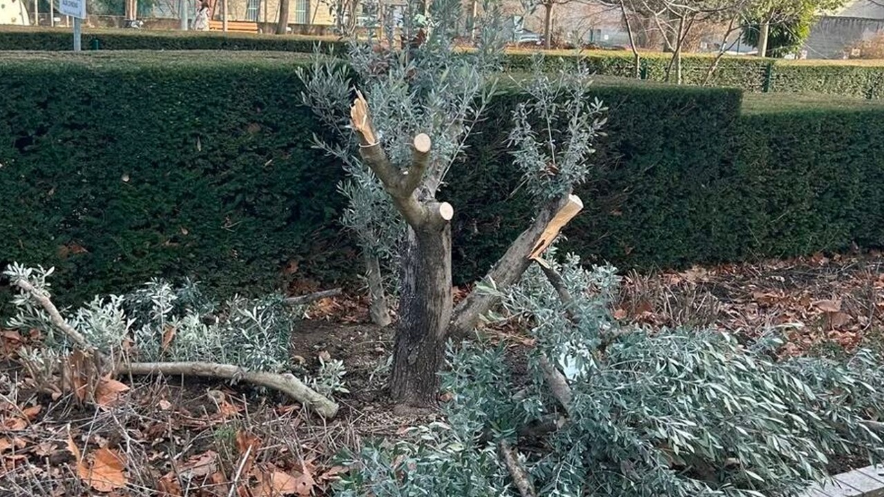 L'arbre d'Ilan : L'antisémitisme que la justice n'a pas voulu voir