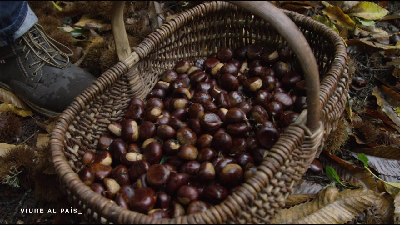 Biais N°51 : La confitura de castanhas (une production Piget Films et France Télévisions)