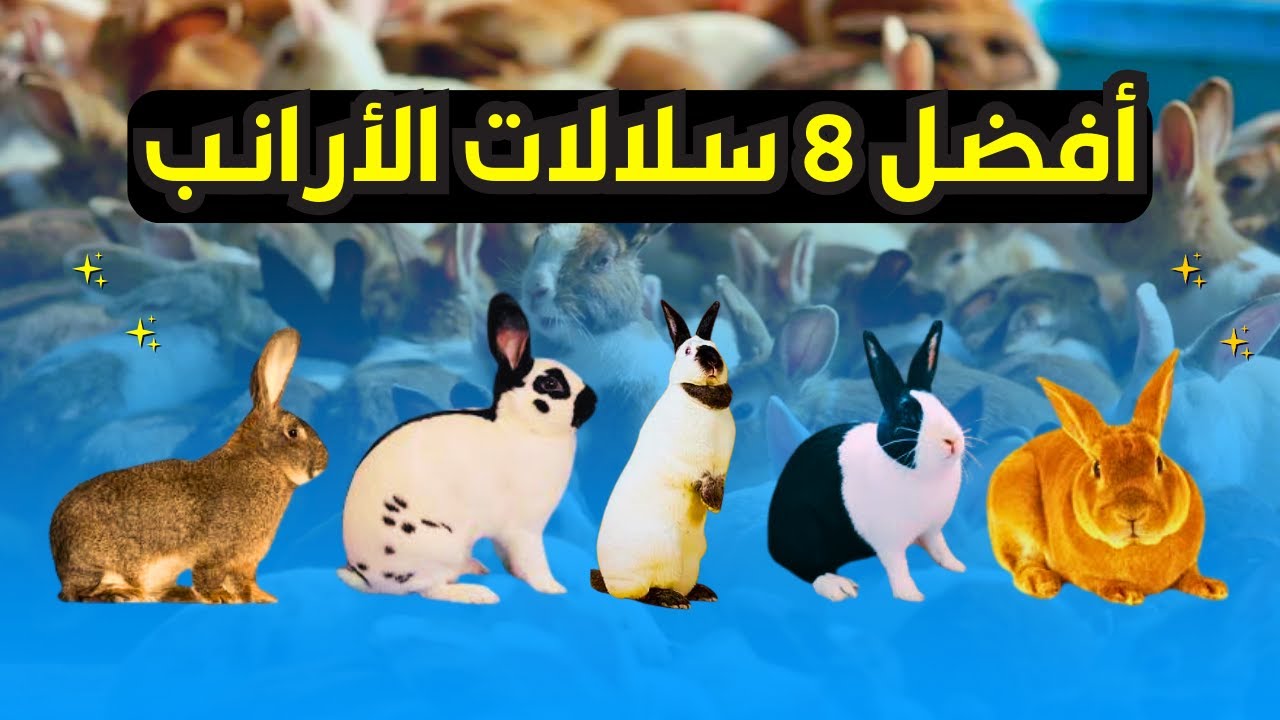 أفضل أنواع الأرانب: كيف تختار السلالة المناسبة لمشروع تربية الأرانب؟