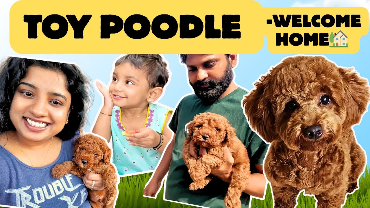 Toy poodle at home | Sankranti | BBQ lunch #toypoodle #poodle #rhyme #shika  #kekk 
