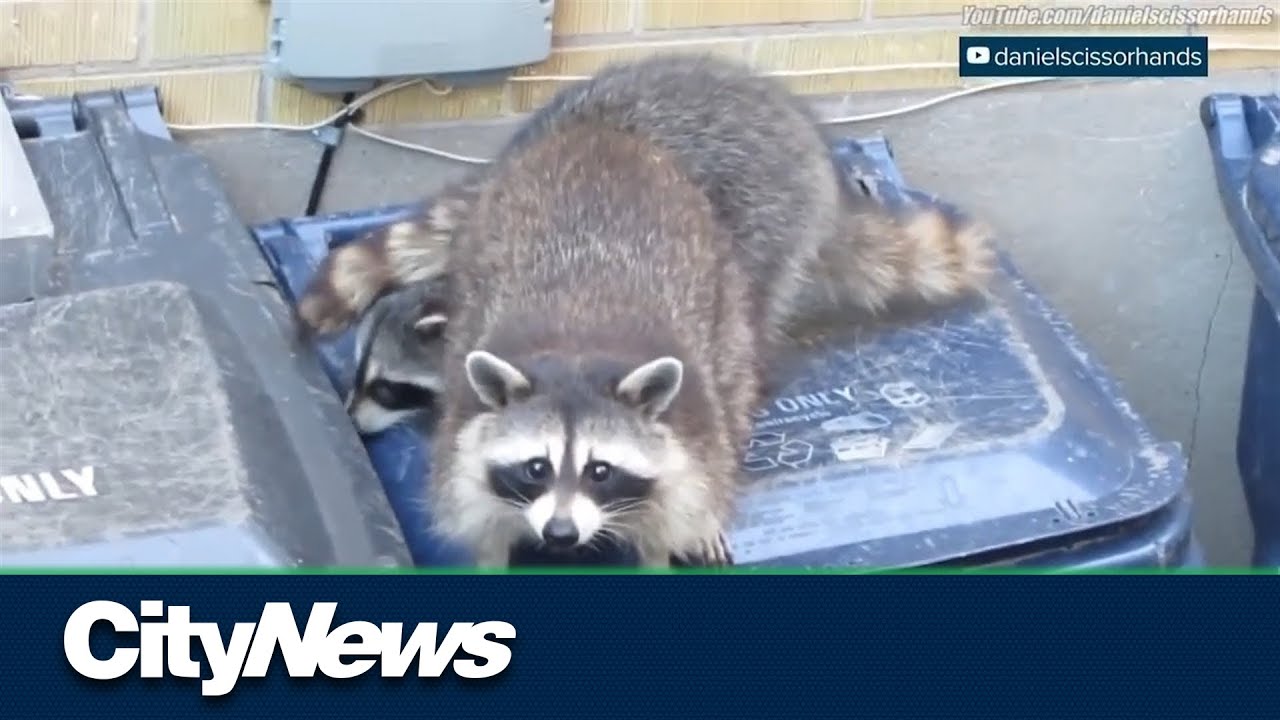 Huge spike in raccoon distemper in Toronto
