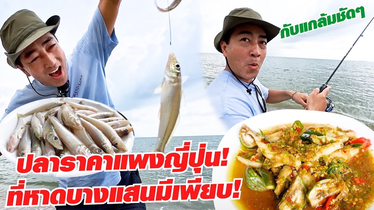 คนญี่ปุ่นไม่อยากเชื่อว่าหาดบางแสนจะมีปลาตัวนี้ ที่ญี่ปุ่นราคาแรงมาก!!
