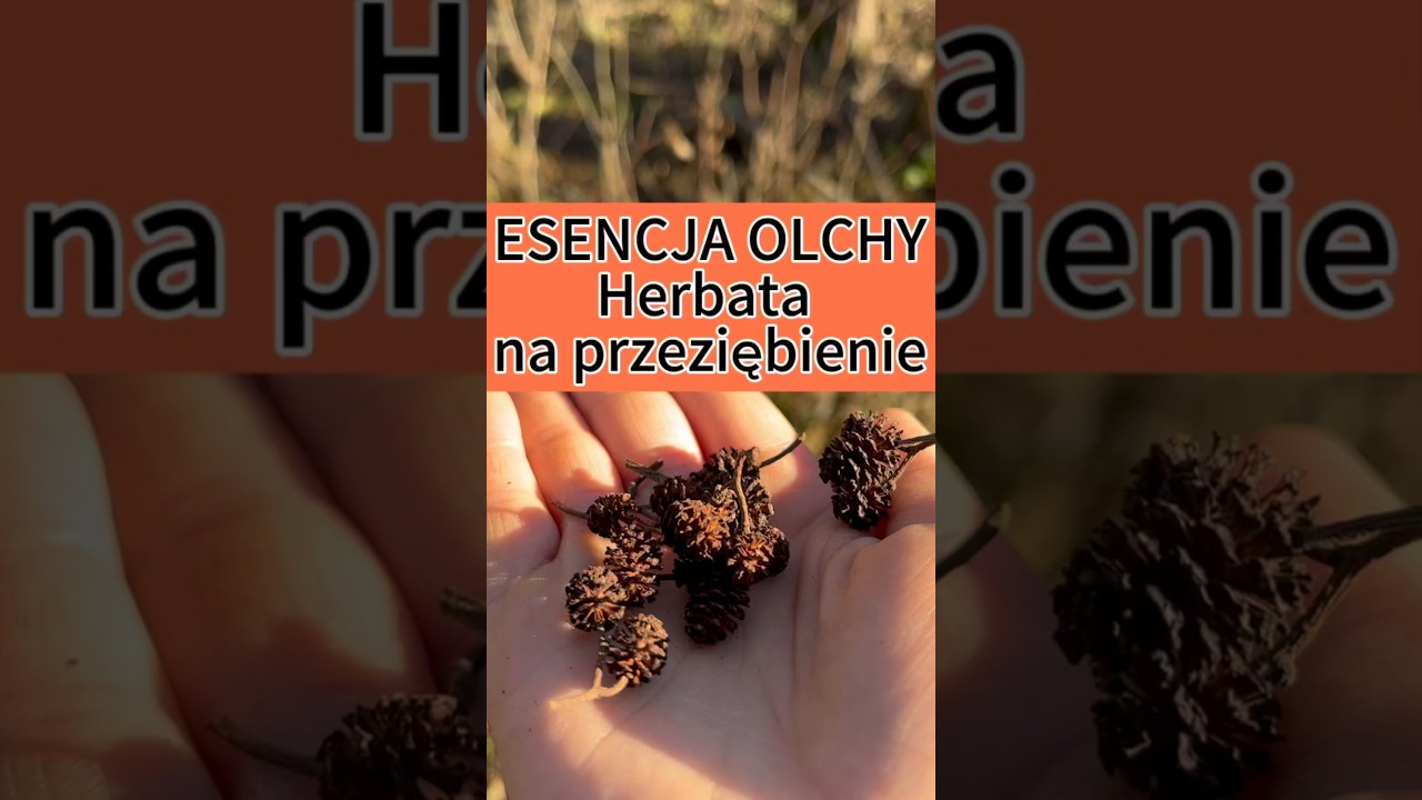 Jak zrobić herbatę z olchy ? #Herbs #natura #zdrowie #zioła #las #olcha #zima