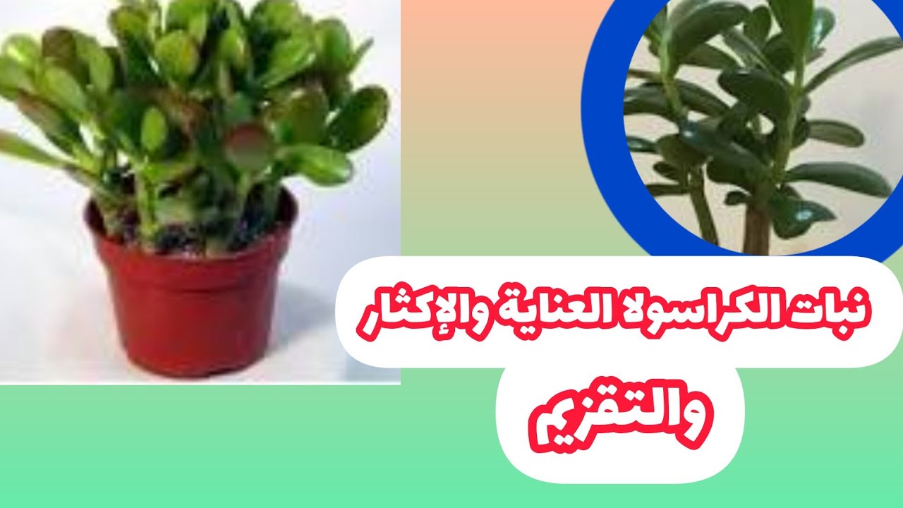 نبتة الحض (الكراسولا) العناية والإكثار والتقزيم