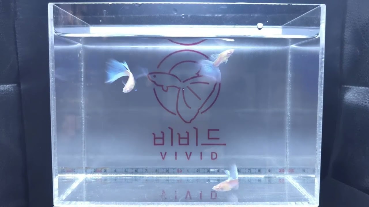 [비비드 아쿠아] 블루 토파즈Blue Topaz Guppy