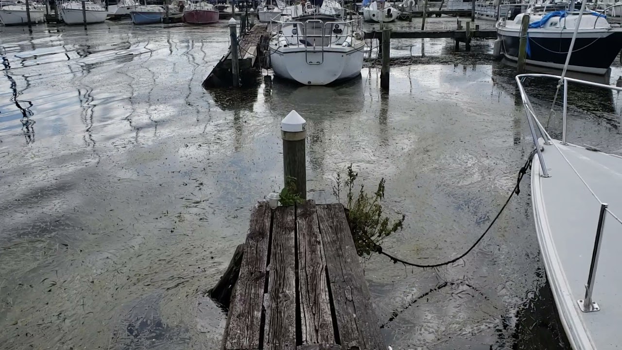 Eel Weed at North Alabama Sailing Marina