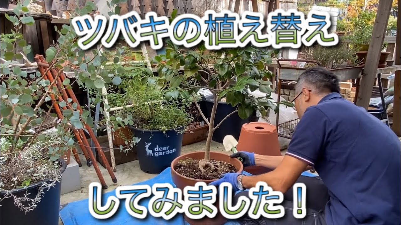 ツバキの植え替えしてみました！