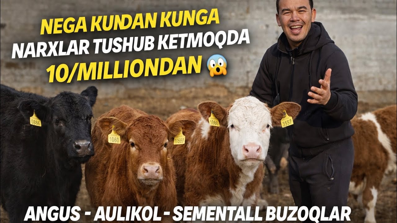 NEGA KUNDAN KUNGA NARXLAR TUSHUB KETMOQDA 10/MILLIONDAN😲