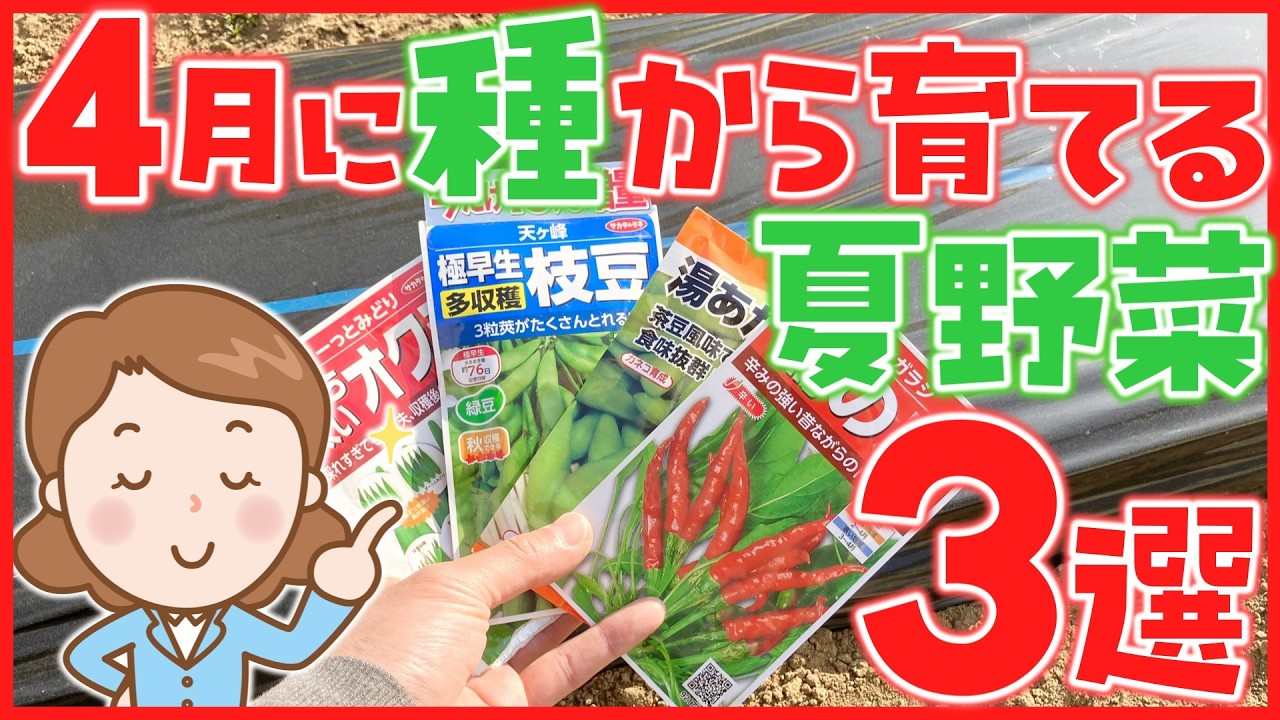 【家庭菜園】4月に種から育てる夏野菜3選～2025年栽培の収穫までを振り返る～