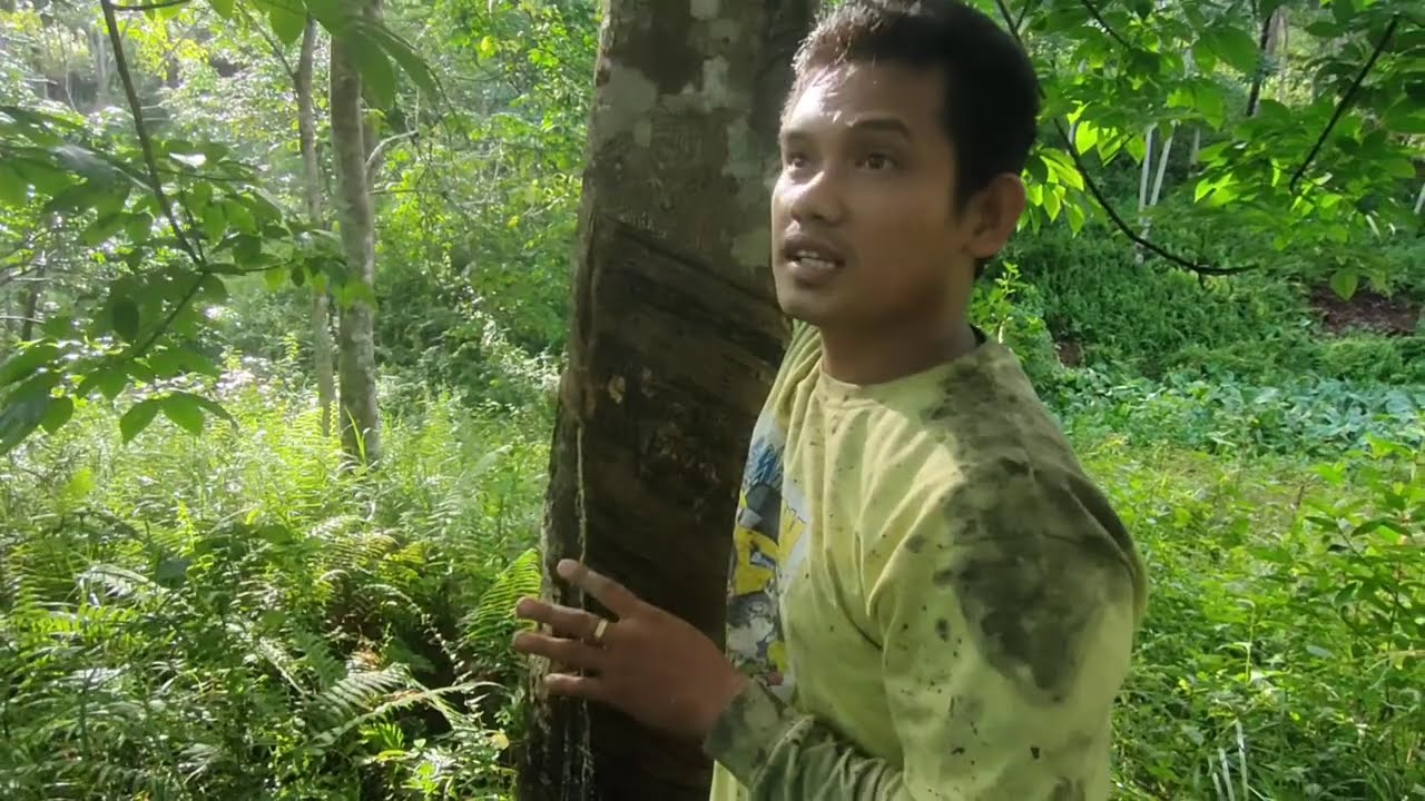 Buhay Rubber Tapper Part 2- Rubber Tapping in Mindanao, Philippines