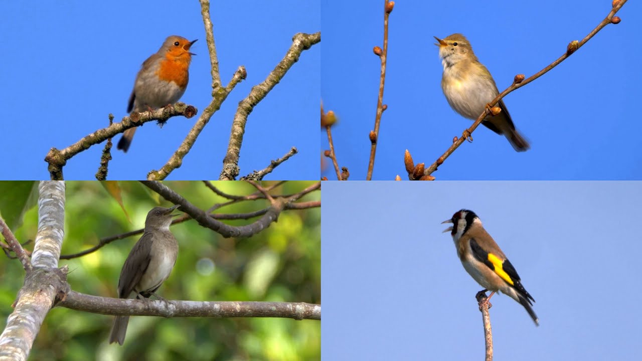 FOUR HOURS OF BEAUTIFUL BIRDSONG