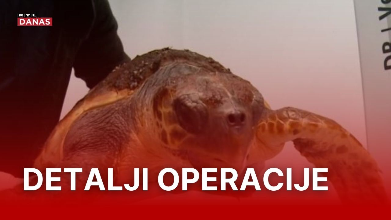 Ovu glavatu želvu čeka operacija u kojoj će sudjelovati četiri člana veterinarskog tima | RTL Danas