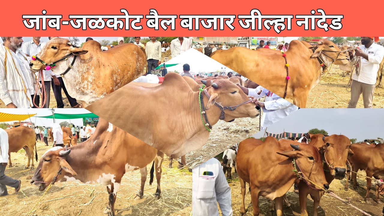 दि.27 फेब्रुवारी 2026 !! जांब-जळकोट बैल बाजार जील्हा नांदेड 