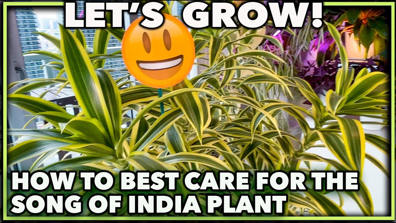 SONG OF INDIA HOUSE PLANT