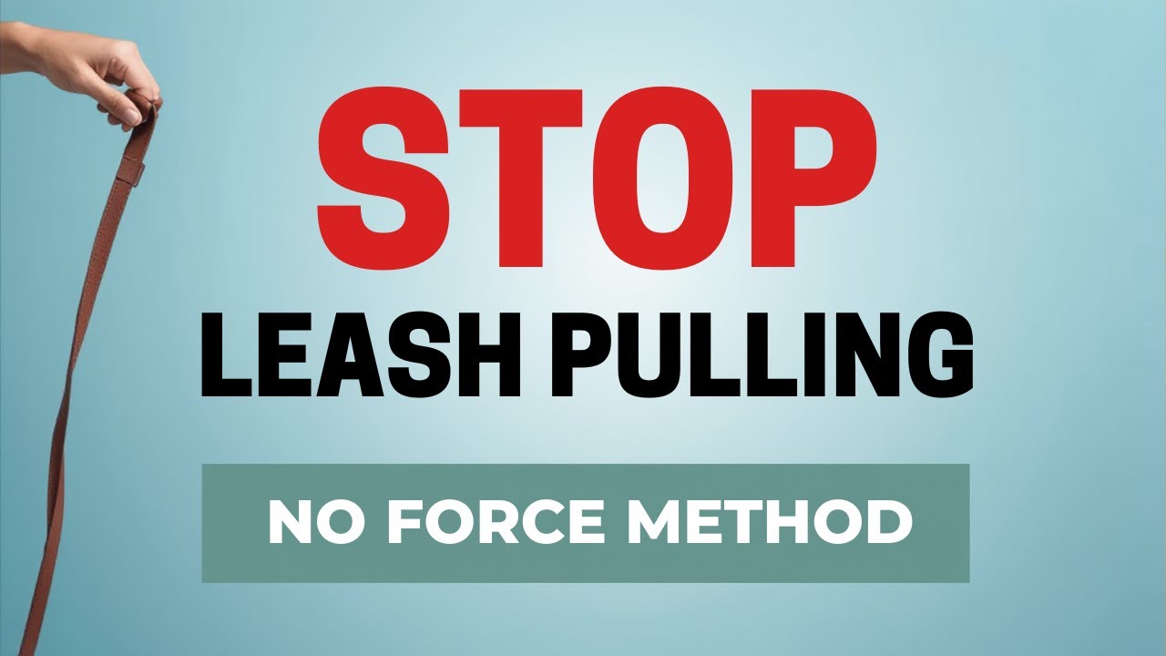 Teach Your Dog to Stop Pulling on Leash (Without Force or Punishment) | Giving Into Leash Pressure