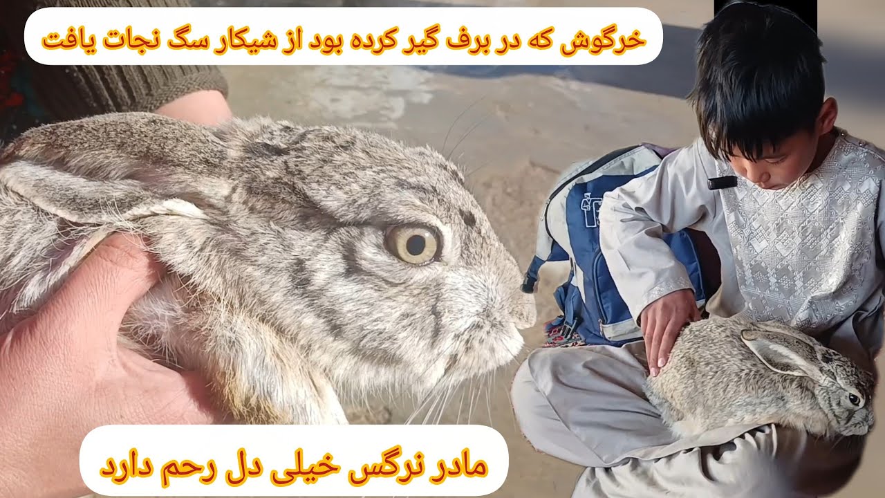 خرگوش 🐰🐰که  درمنطقه ما در برف❄️❄️❄️ گیر کرده بود نجات دادیم  خیلی برف بود 