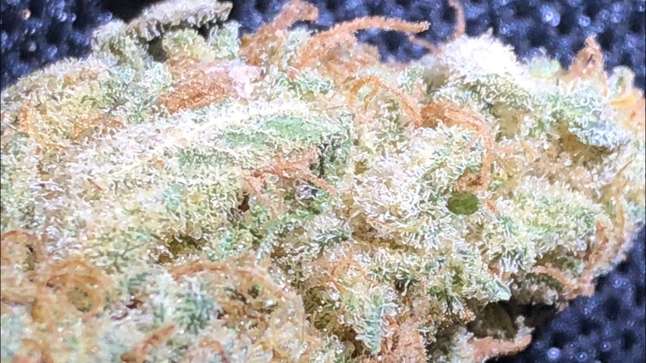 LA Zkittlez strain review
