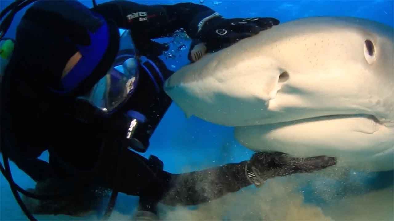 Man Pets and Plays With Sharks