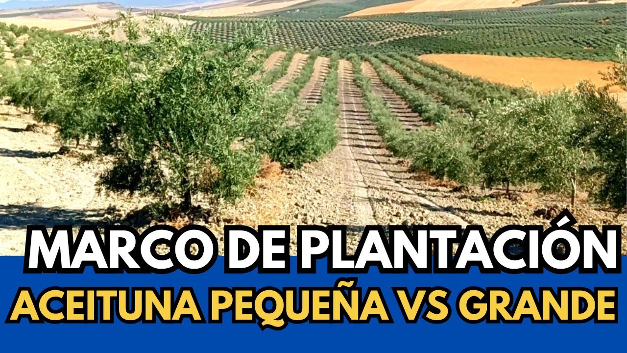 🟥 Marco de Plantación Idóneo en Picual