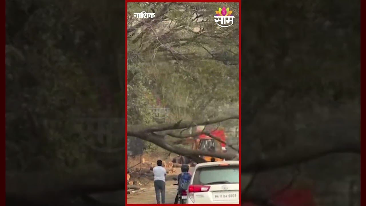 वृक्षतोडीवर NGTचा मोठा ब्रेक! |  Saam Impact  | Nashik |tapovan trees
