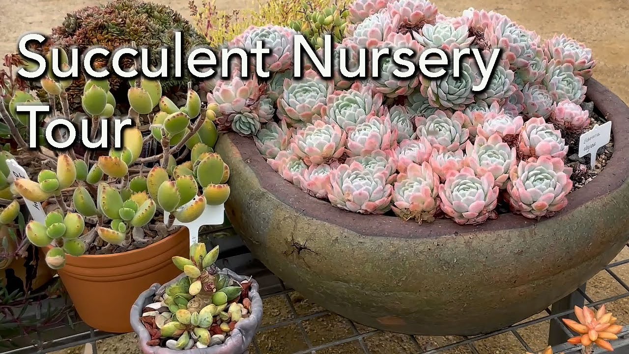 Succulent Collection and  Nursery Tour