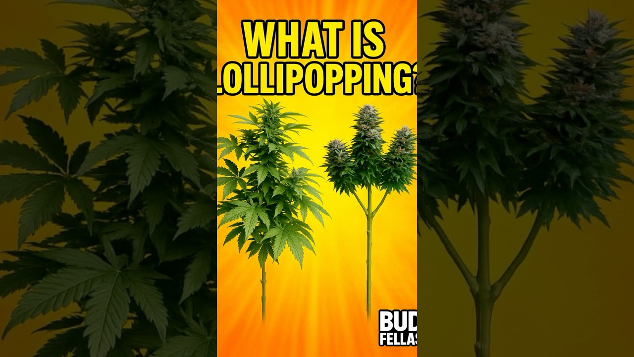 Why Every Grower Lollipops Their Plants (And You Should Too)