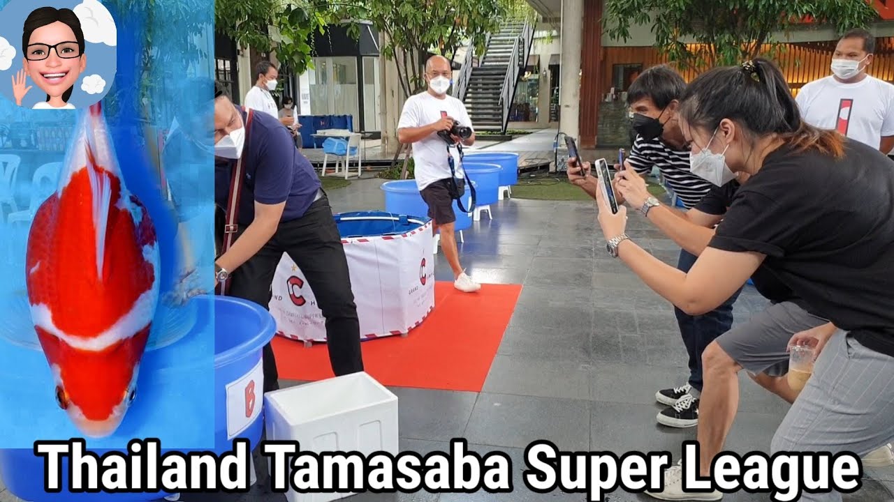 ทามาซาบะ ตัวไหนจะได้รางวัล80,000บาท งานประกวดครั้งแรกในไทยTamasaba Super League #ป้าตุ้ยยูทูป