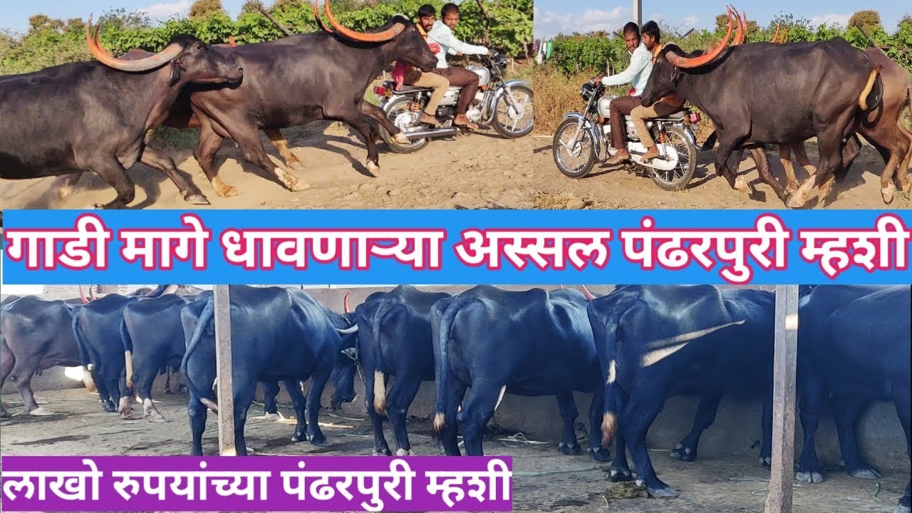 SHETI GURUJI/कारंडे यांचाअस्सल पंढरपुरी म्हशींचा गोठा/pandharpuri buffalo.