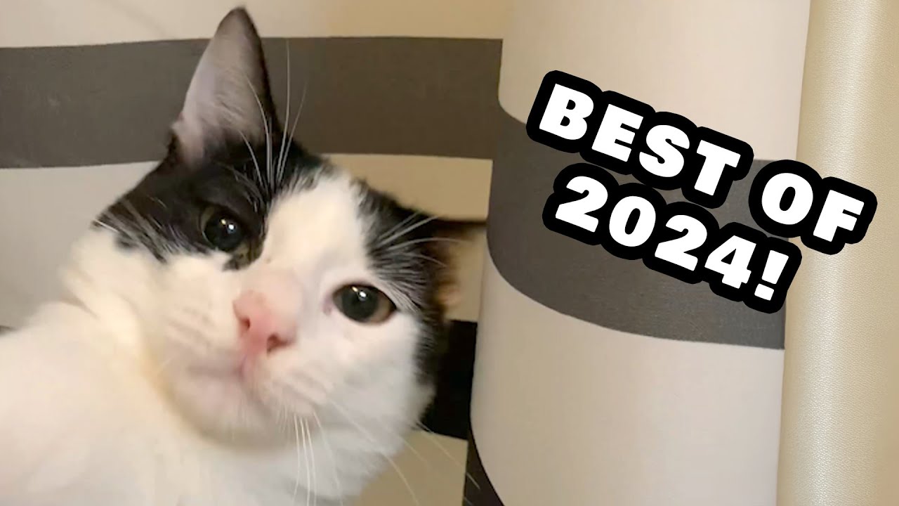 BEST OF 2024 -  3 Hours of Cute and Funny Pets and Animals!