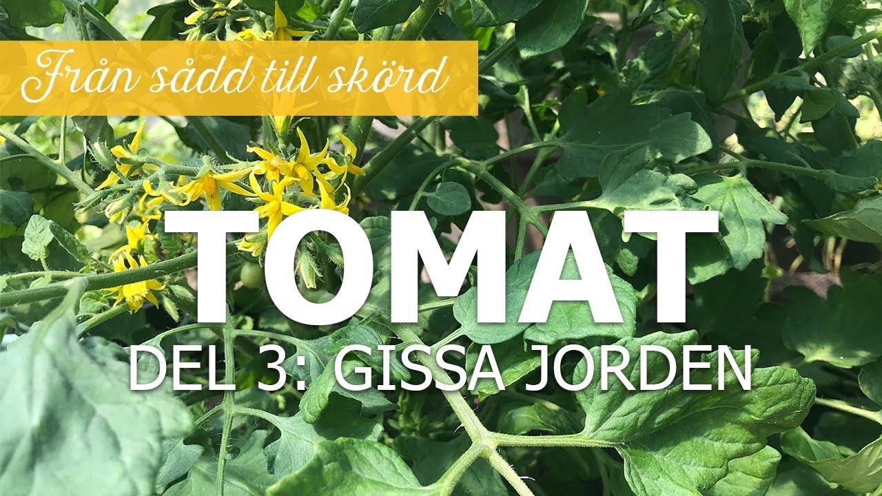 Tomater fr&aring;n s&aring;dd till sk&ouml;rd - Del 3: Gissa jorden!