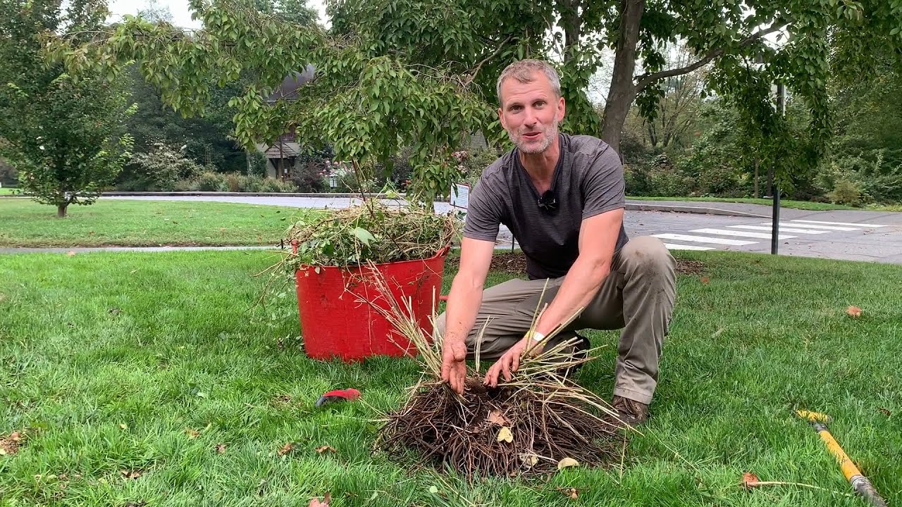 Gardener's Almanac: Sept  28 - Digging, Dividing, and Planting Clematis