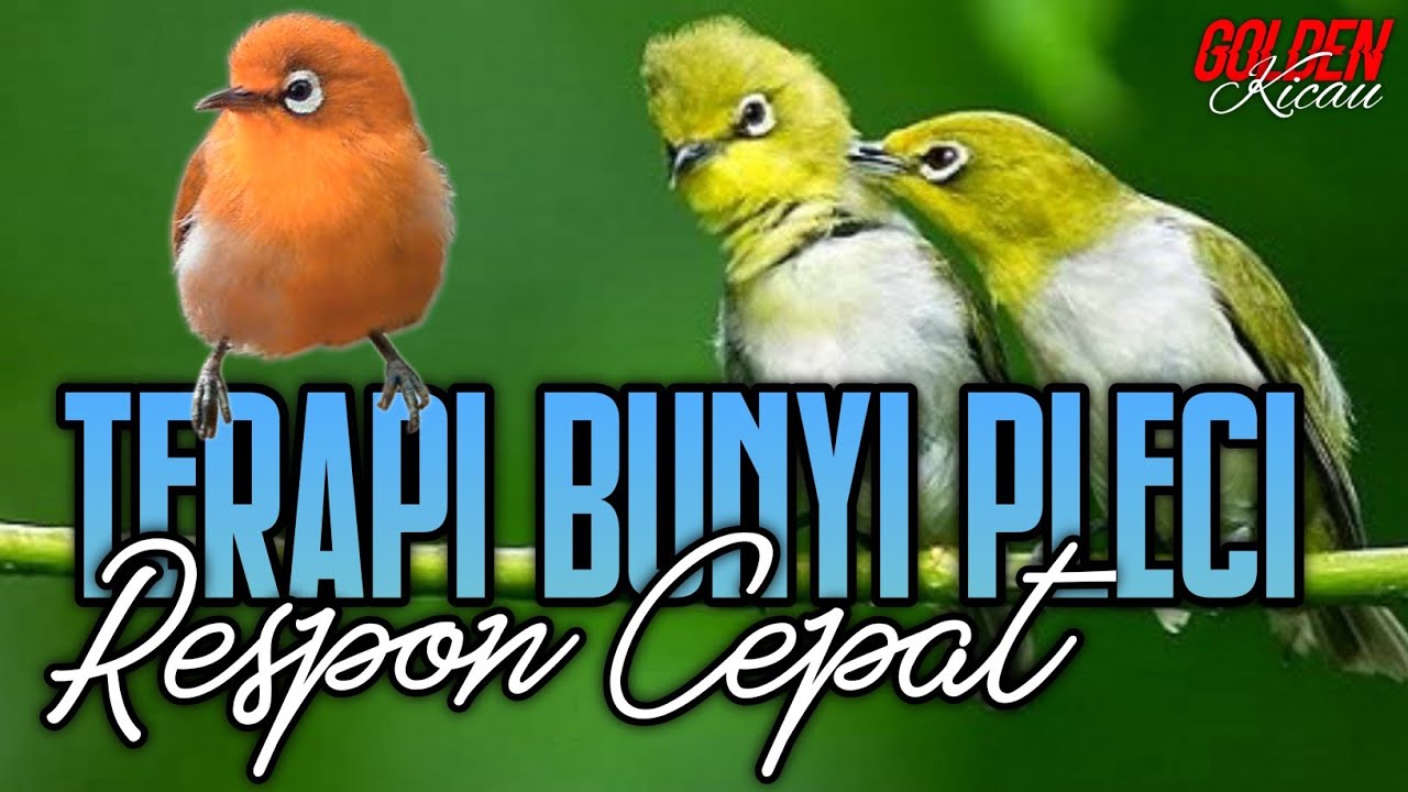 Suara Panggilan Pleci Agar Pleci GACOR BUKA PARUH dan Untuk Pikat Pleci - Suara Call Pleci