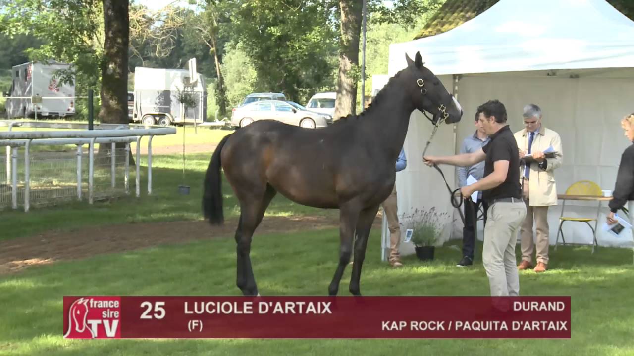 The Chaser Day Paray - 2016 - Lot 25 : Luciole D'artaix