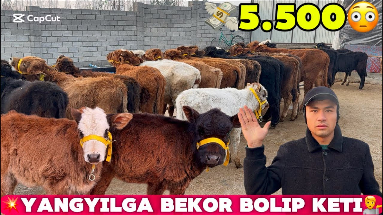 👁️IBROHIM UKAMIZ YORVORDI 5.500.DAN BOSHLAP BUQACHALAR VA HUNAJINLAR 2025_12_30_dekabir.