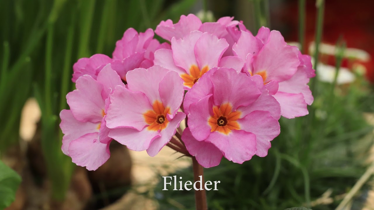 Forår med blomster i drivhuset