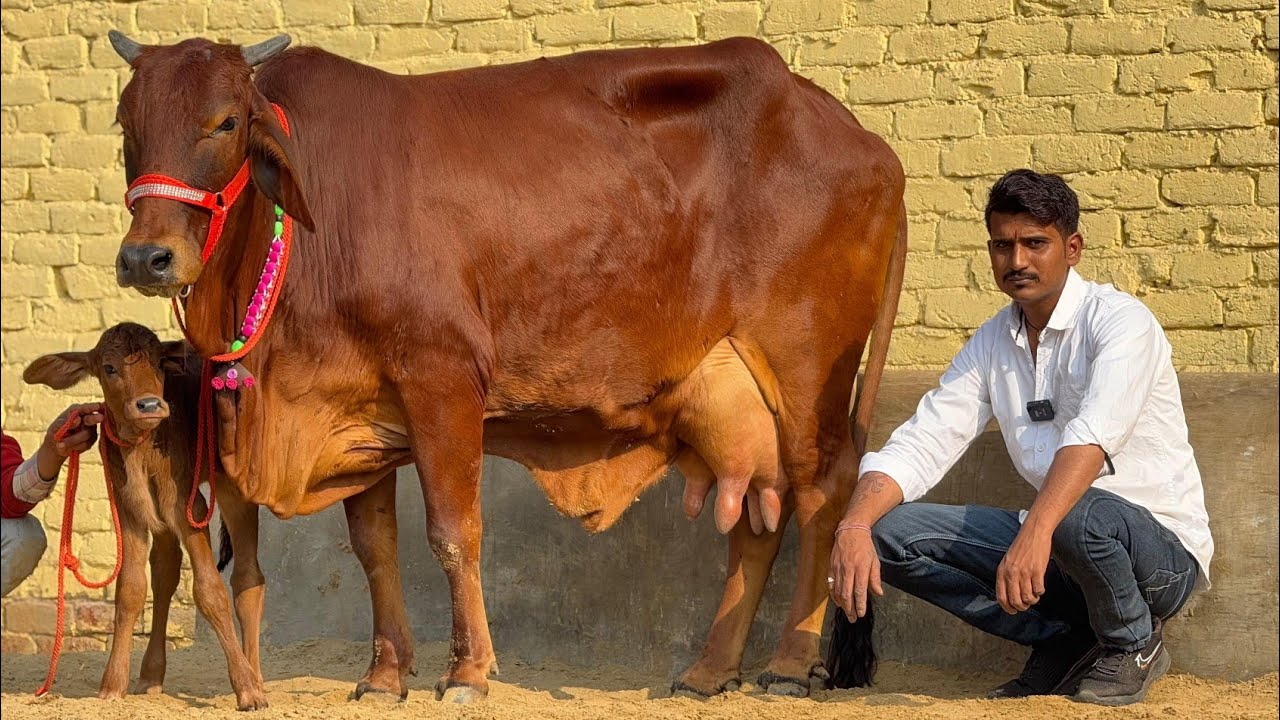 35000 से दाम। किराया फ्री 😳😳 12 गाय बिकाऊ। Mahadev Dairy Farm Sri Ganganagar